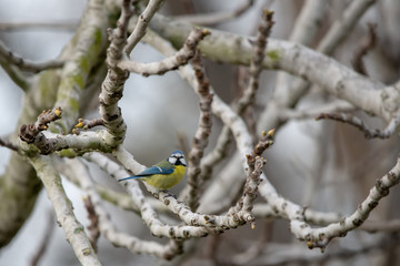 Mavi baştankara » Eurasian Blue Tit » Cyanistes caeruleus