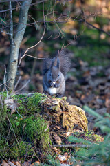 Eichhörnchen - Nuss - Wald - niedlich - Allgäu - Wild 