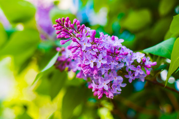 blooming lilacs in the spring