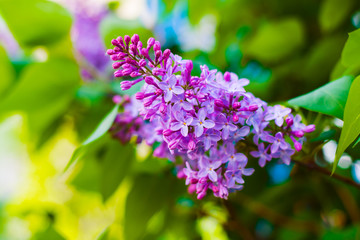 Obraz premium blooming lilacs in the spring