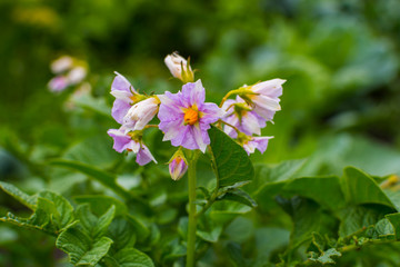 potatoes bloom in the natural environment