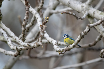 Mavi baştankara » Eurasian Blue Tit » Cyanistes caeruleus
