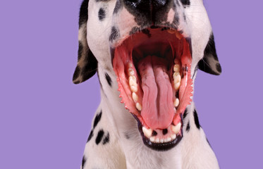 open mouthed dalmation