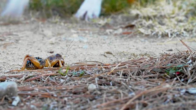 Jerusalem Cricket in Grass