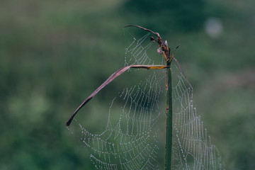 animal nature
