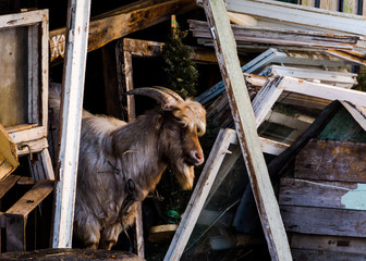 portrait of domestic goat