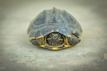 Close-up Terrapin on the ground background.