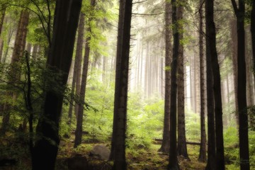 Bergwald mit hohen Bäumen, grünem Unterwuchs und Nebel im Hintergrund