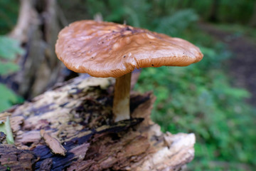 Rosastieliger Dachpilz - Pluteus roseipes in einer Makroaufnahme