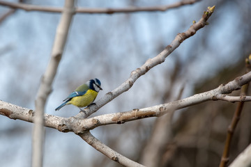 Mavi baştankara » Eurasian Blue Tit » Cyanistes caeruleus