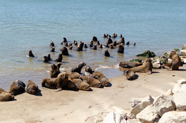 sea ​​lions on the coast