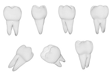 vector set of 3d teeth for dental medicine. isolated on white