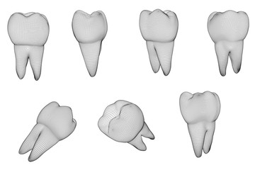 vector set of 3d teeth for dental medicine. isolated on white