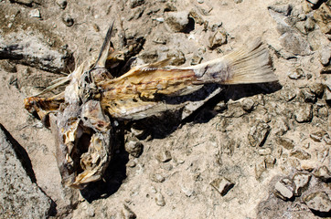 rotten fish in the breakwater