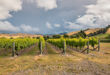 Naklejka premium dramatic sky with sunset over vineyard landscape in Marlborough, New Zealand