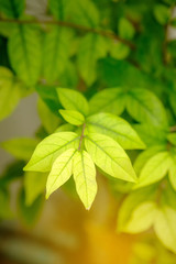 Fototapeta na wymiar Close up nature view of green leaf