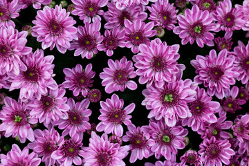 Beauty purple flower blooms