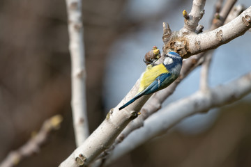 Mavi baştankara » Eurasian Blue Tit » Cyanistes caeruleus