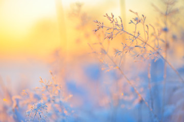 Frost and ice crystals on grass. Selective focus and shallow depth of field.