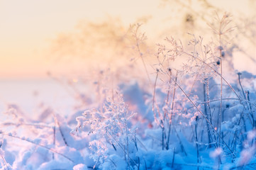 Frosted and snowy grasses. Selective focus and shallow depth of field.