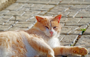 portrait of ginger-white cat