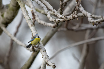Mavi baştankara » Eurasian Blue Tit » Cyanistes caeruleus