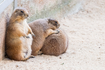 Chien de prairie à queue noire