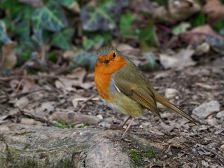 Robin 