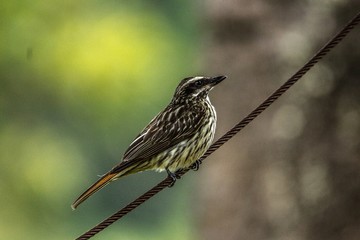 Myiodynastes maculatus