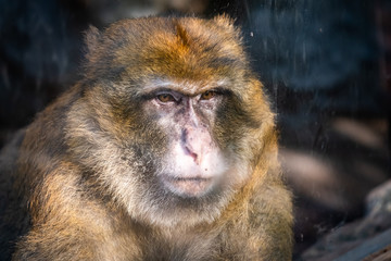 Obraz premium Portrait d'un macaque de Barbarie