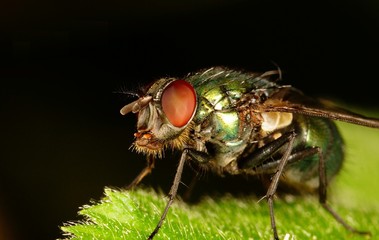 Fly-Lucilia sericata