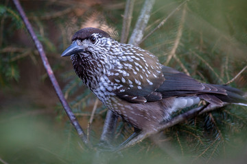Tannenhäher - Häher - Allgäu - Rabenvogel - getüpfelt - Tannen 