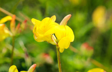 Gelbe Blume im Frühjahr