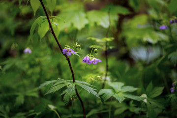 purple flower