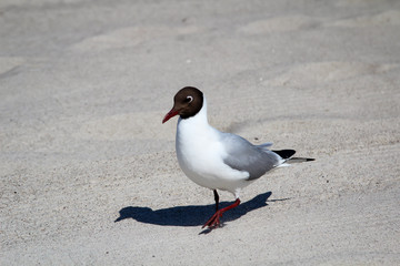 Möwe am Strand