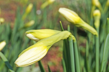White Narcissus Buds with Green Leaves on a Spring Flower Bed