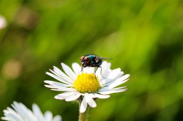 Fliege auf Blüte