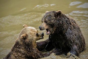 Two adult brown bears, Ursus arctos, messing around in muddy water showing yellow teeth, making...