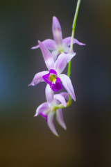 Fototapeta na wymiar The orchid in purple colors on a blurred background..