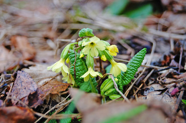 Primrose flowers and buds with yellow petals in a spring clearing