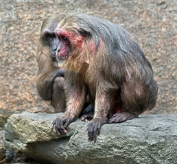 Stump-tailed macaque. Latin name - Macaca arctoides
