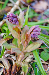 Flowers and buds of Pulmonaria with pink and purple petals in a spring clearing
