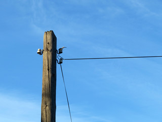 Old wooden power line post with electrical wires and capacitors on blue sky background. Power...
