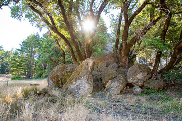 Forest through the trees