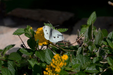 Butterfly on a yellow flower.