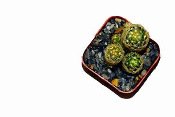 Cactus  Isolated on Pure White Background 