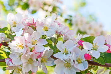 Closeup of flowering apple tree in spring.
