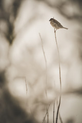 Lonely bird. Photo in the old vintage sepia style and film grain.