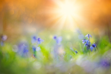 Obraz na płótnie Canvas Blue scilla, Siberian squill (Scilla siberica) spring flowers