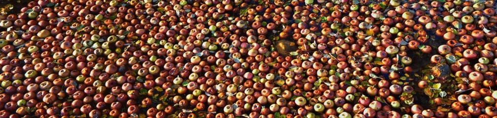 Bunch of apples, hundreds, floating in water, panorama in fall along a walking path in canal stream...